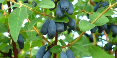 Vasyugan orlovi nokti: opis sorte, fotografije i recenzije